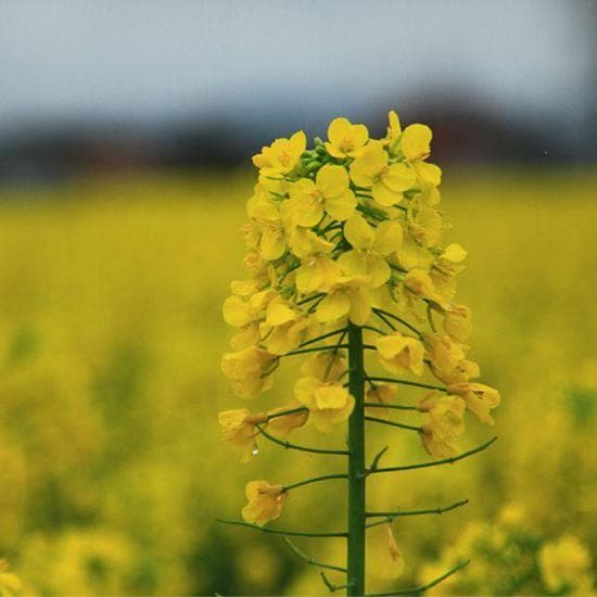 江西婺源几月份去看油菜花最好？