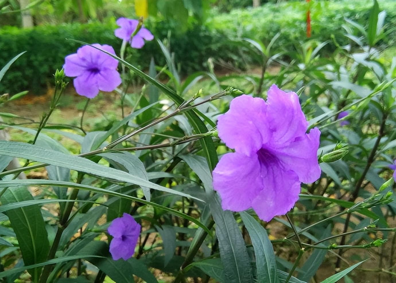 蓝花草怎么种植方法和条件