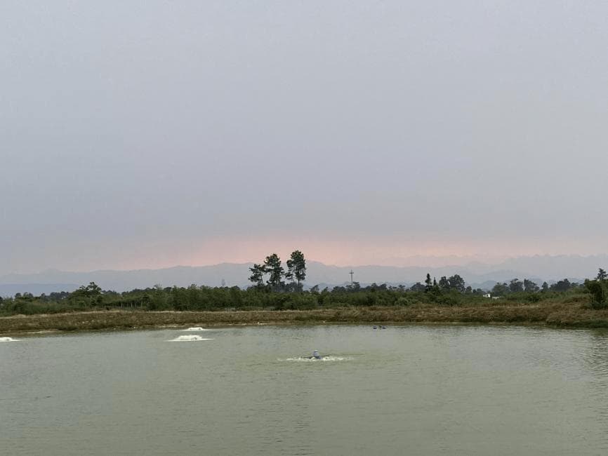 成都地区加州鲈鱼塘开春管理要点