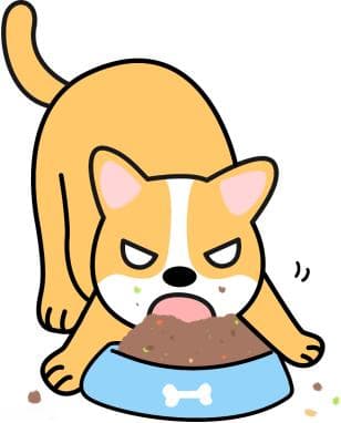 泰迪狗狗呕吐原因大揭秘：8种常见病因及应对策略