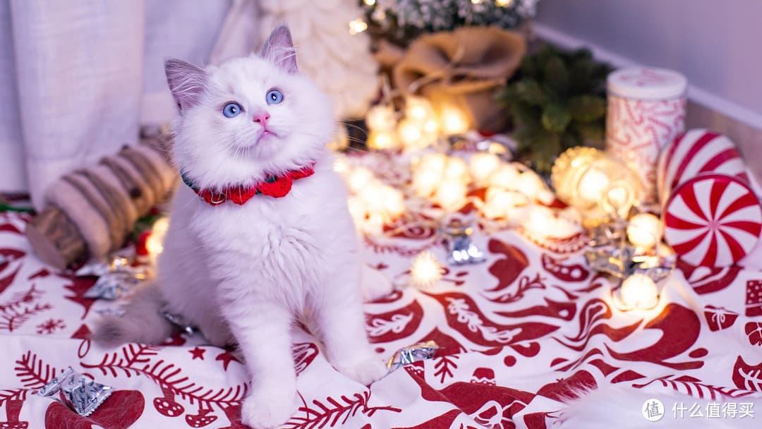 布偶猫：大型温顺猫咪的完美选择