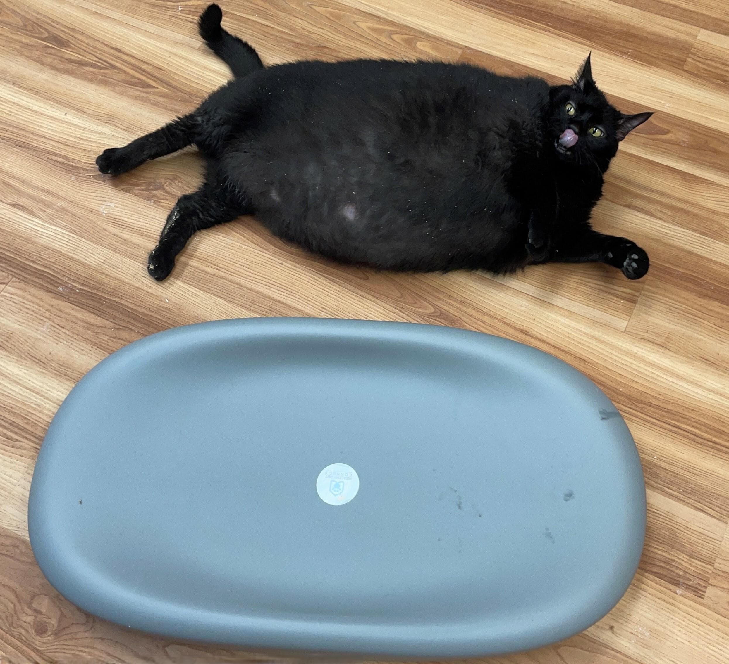 新年，新猫体重计划