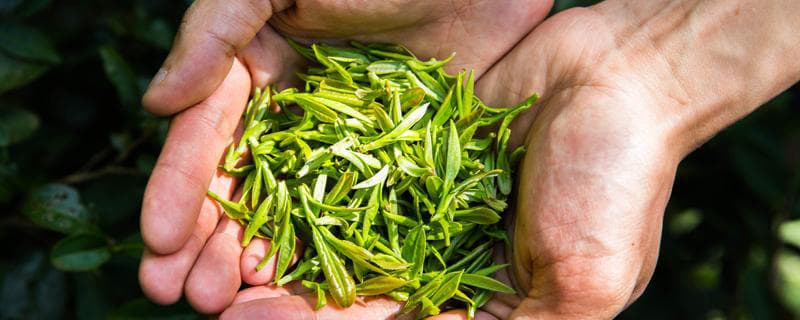 清明茶的功效与作用 喝清明茶能减肥吗