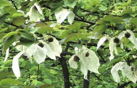 珙桐：中国特有珍稀植物，从“植物界大熊猫”到国际“和平使者”