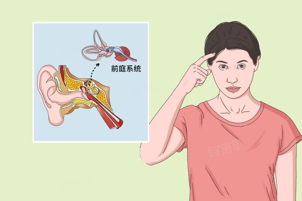 前庭是身体的哪个部位
