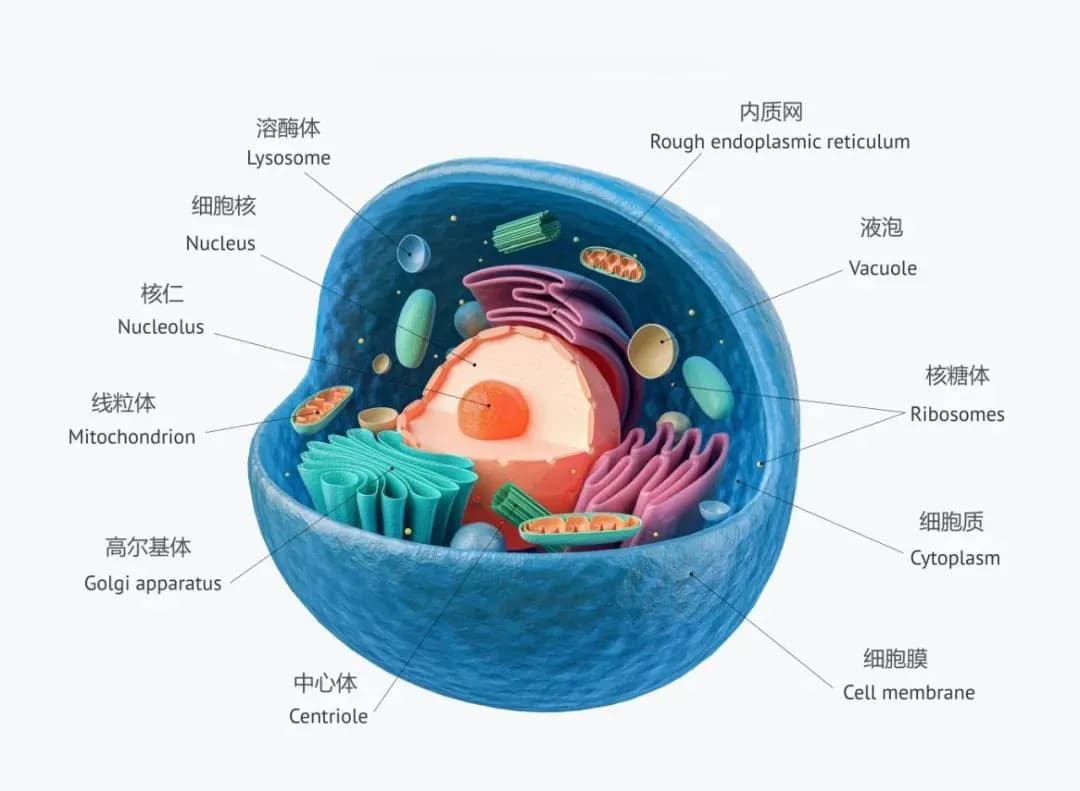 孩子智商到底随爸还是随妈？遗传学专家来揭秘