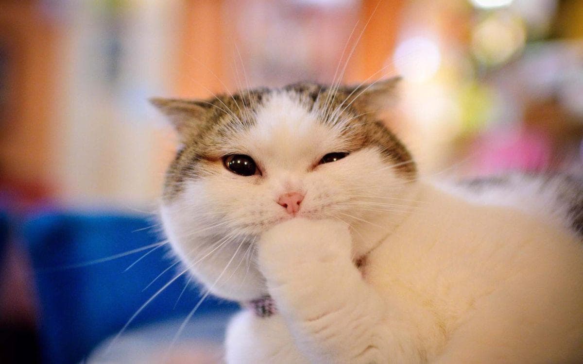 猫有机磷杀虫药中毒：症状、原因、诊断与预防