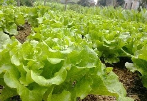 不同栽培模式下的生菜施肥技巧