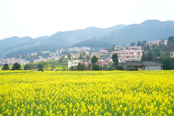 仁怀：千亩油菜花海点亮"春日经济"