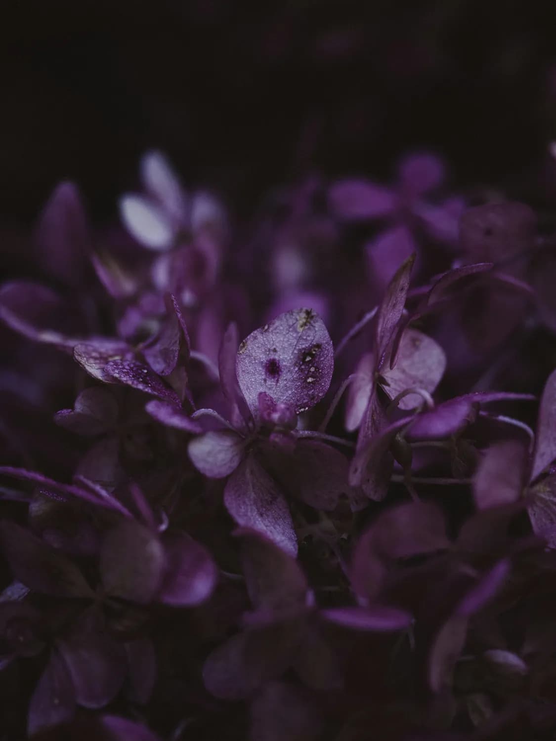 蓝莓中的花青素让宝宝大便变绿，医生：这是正常现象