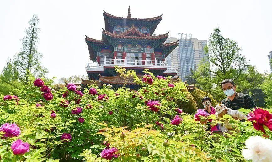 2025洛阳牡丹花会赏花攻略(花期+开放时间+地点)