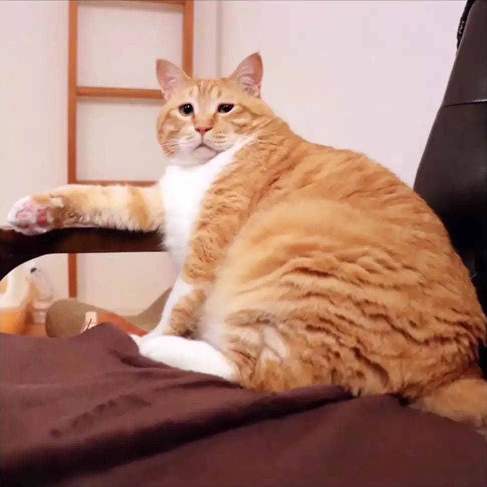 橘猫的性格特点是什么（有灵性的猫咪养到就是赚到）
