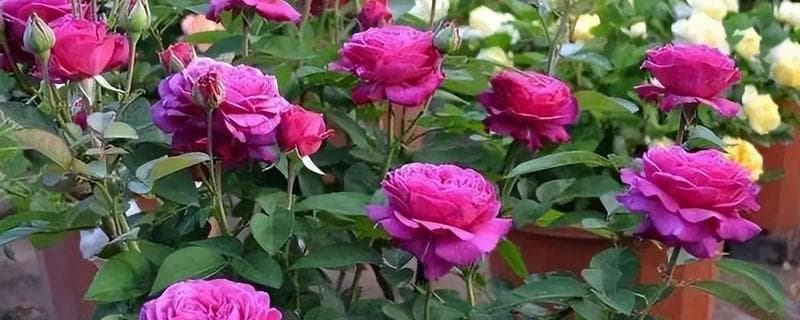 月季花的开放时间，一般为4-9月份