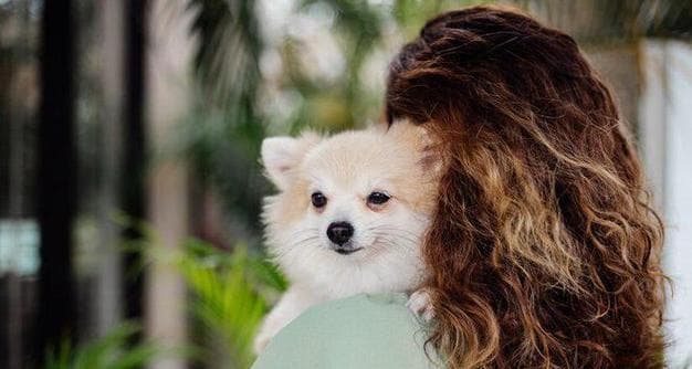 养比熊犬的花销有多高？（探究比熊犬饲养的费用及相关开销）