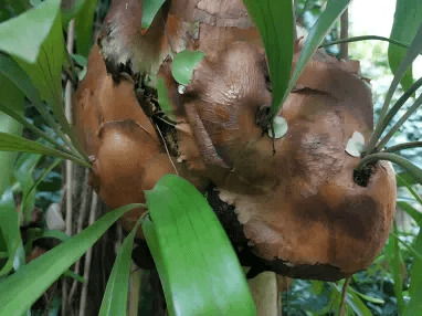 蚂蚁与植物之间的神奇故事