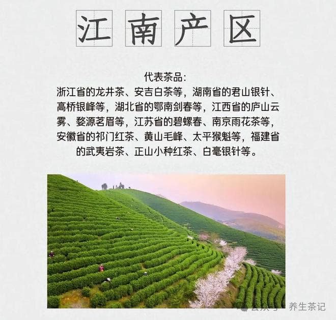 中国四大茶区，你知道多少？