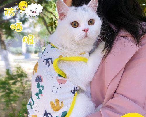 幼猫脚受伤了怎么办？宠物主人必读的急救指南