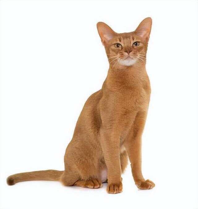 阿比西尼亚猫：短毛猫中的贵族品种