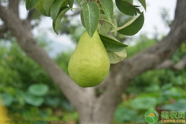 梨成熟的季节是几月？六大优质梨产地大盘点
