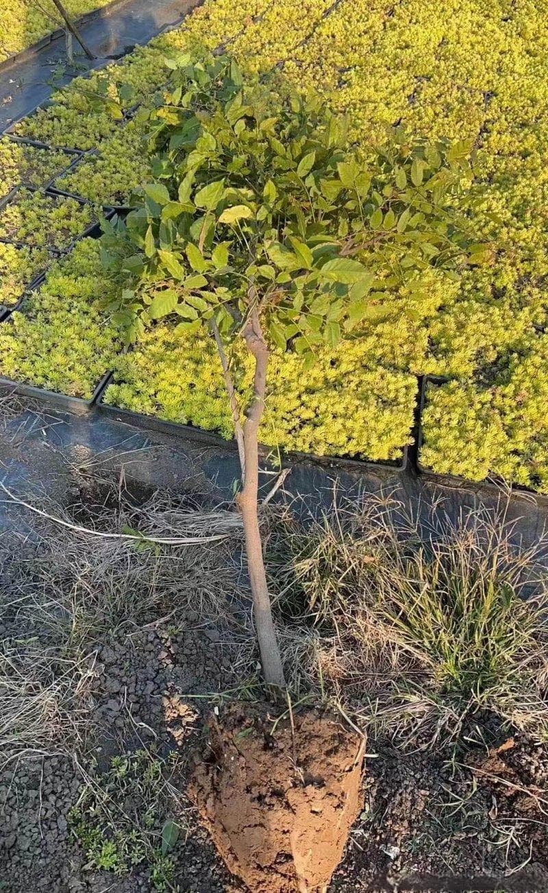 紫藤花的特点和资料