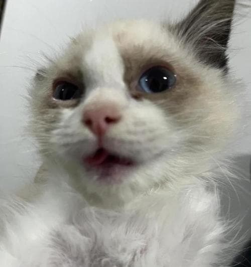 猫脖子的奥秘：揭秘猫脖子的结构和功能