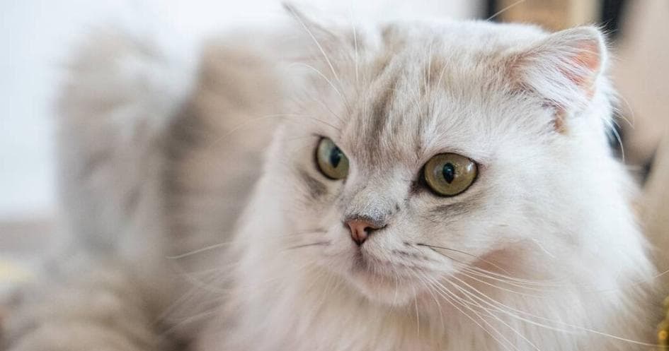 金吉拉猫的饲养小常识