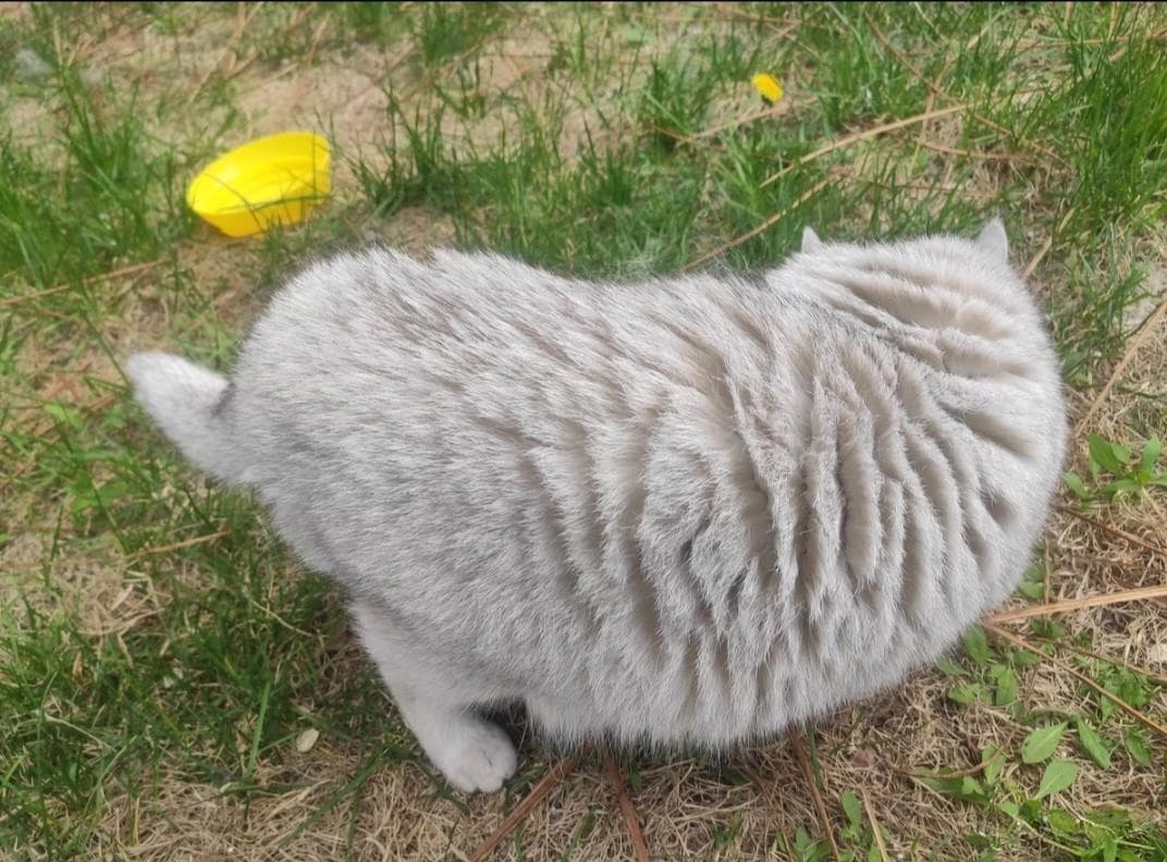 携手温情，共筑流浪猫的希望之家