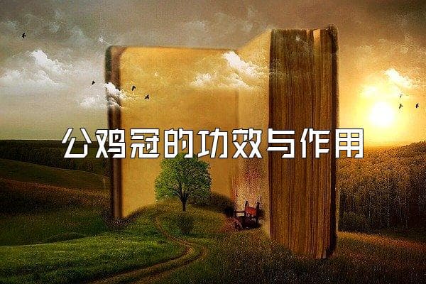 公鸡冠的功效与作用