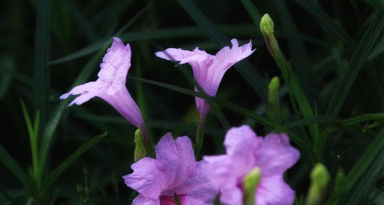 从希望到坚韧：紫花芦莉十大花语全解析