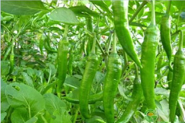 辣椒种植技术和管理方法