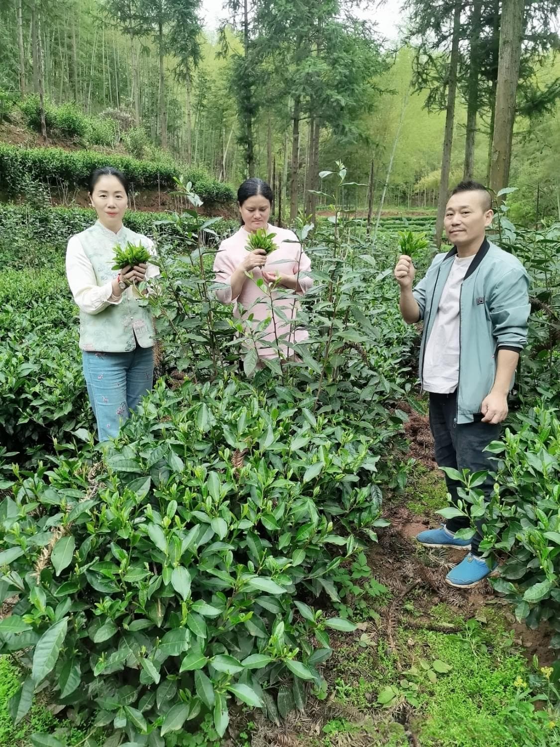 守护九龙大白茶的使命  优良品种的传承与辉煌
