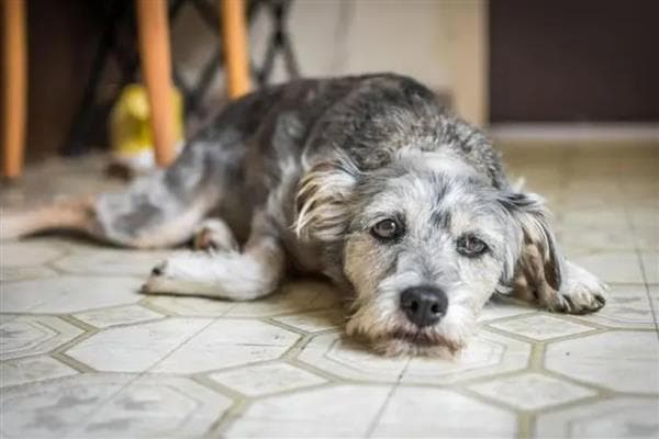 狂犬病早期症状及传播途径全解析