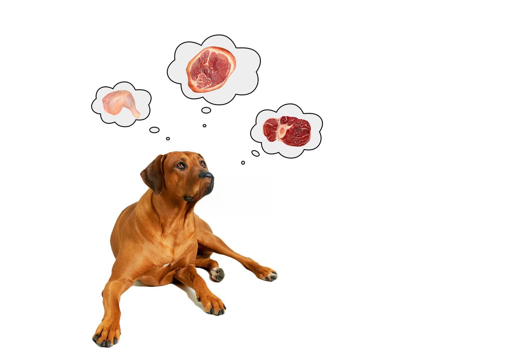 鸡肉VS牛肉，谁是狗粮中的赢家？