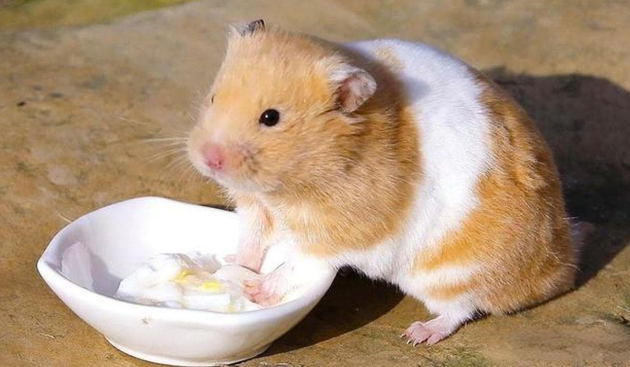 仓鼠的科学喂食指南：频率、量与食物种类全解析