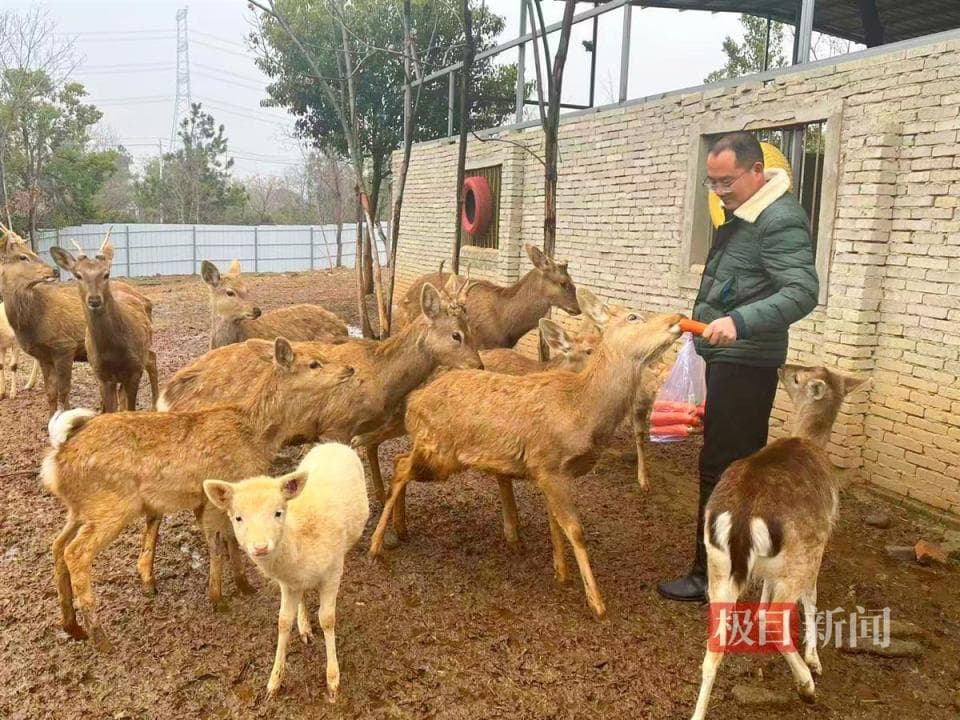 种粮与养鹿结合，新洲有位闲不住的“鹿”老板