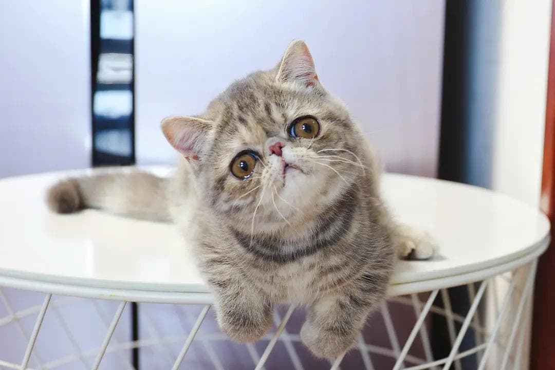 猫尿结石：症状、原因、诊断与防治全攻略