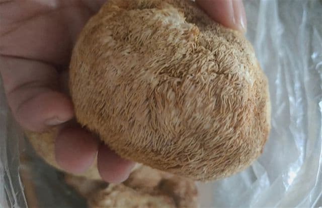 干猴头菇泡发去苦有妙招，繁琐步骤变简单，鲜美猴头菇等你尝！