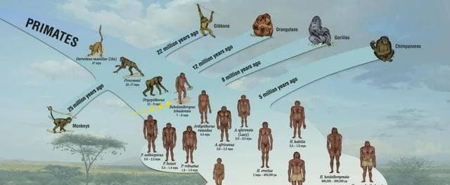 从6种人种到智人独存：人类演化的残酷竞争