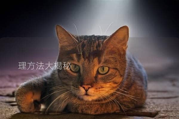 猫咪得了猫瘟怎么办？及时就医与护理方法大揭秘