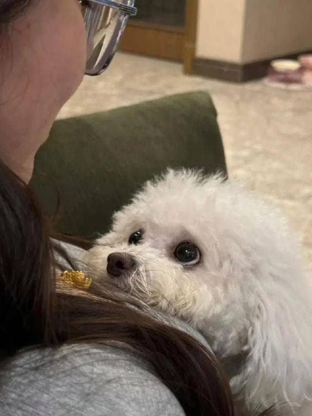 养狗久了才发现，没事与狗狗多 “说话”，好处非常多！
