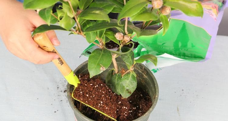 山茶花修剪全攻略：最佳时机与正确方法
