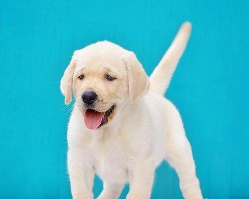 什么狗可以成为导盲犬？导盲犬的选拔标准是什么？