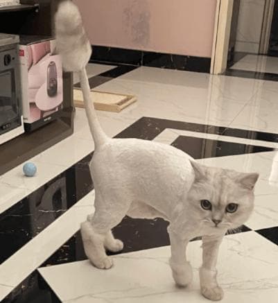 爱猫须知：精确计算你的猫咪每月猫粮消耗量！