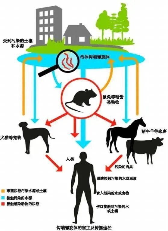 钩端螺旋体病——一种鲜为人知的人畜共患传染病