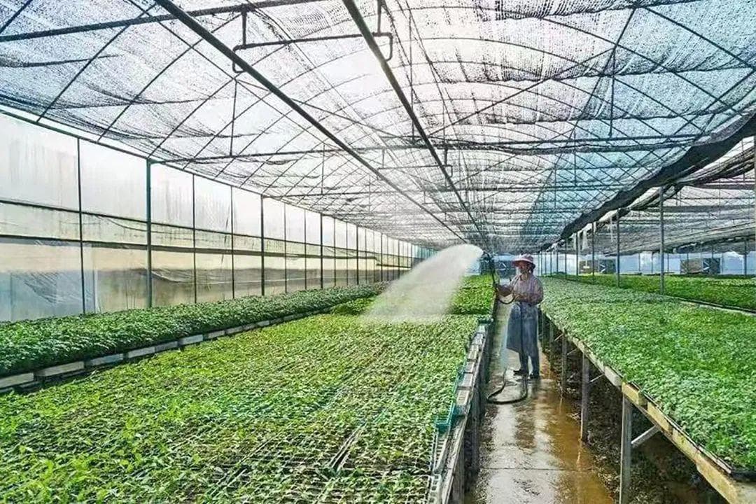 保山昌宁：发展蔬菜产业促进农民增收