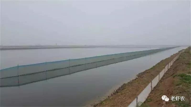 养虾怎么养？新手养殖教程全解！