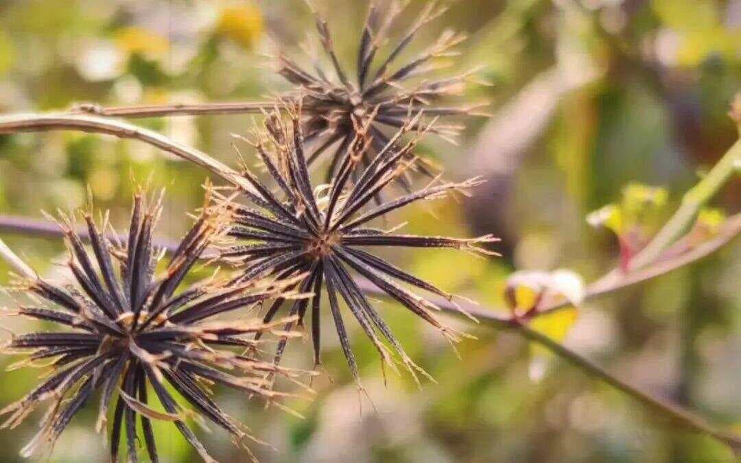 令人讨厌的鬼针草，没想到有这么多的价值，市场上面卖20块钱一斤