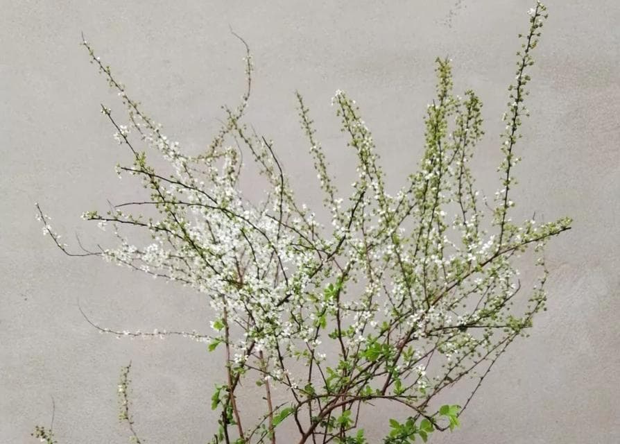 干支雪柳的养护与寿命（从种植到养护）