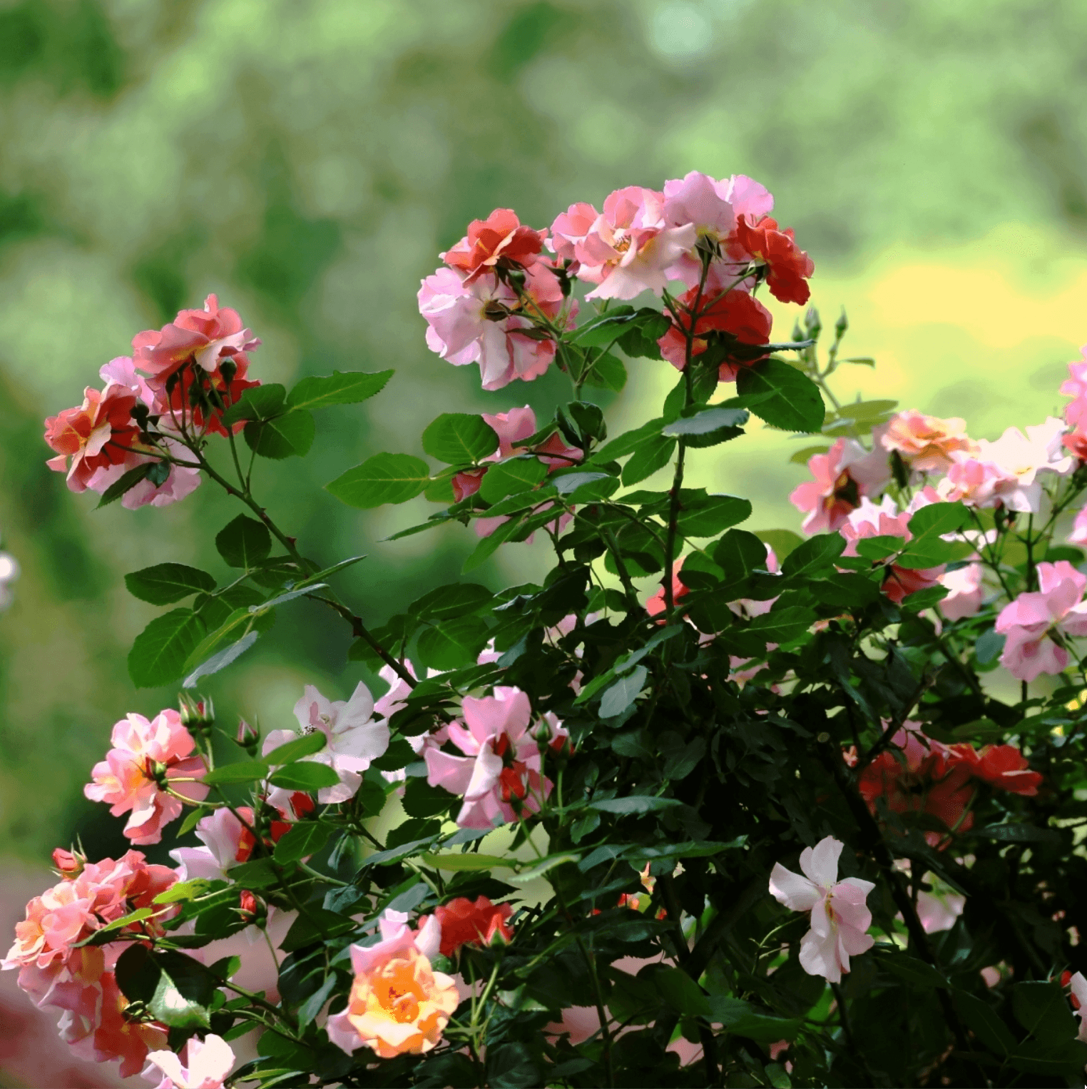 月季花：四季绽放的“花中皇后”🌹