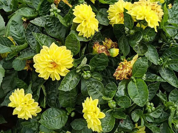 大丽花种球怎么种？种植方法详解